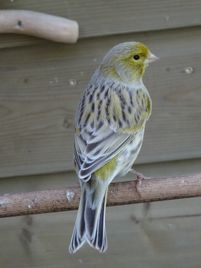 Foto S Van Kanarie Geel Intensief En Schimmel Geel